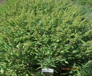 Fig. 3.5. Salvia officinalis tratata (camp experimental CCB Stejarul ) 3.