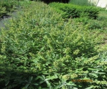 terpenelor si fitosterolilor, antraceno-derivatilor si cumarinelor.