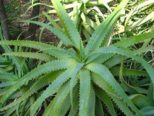 Εικόνα 32 Αλόη (Aloe sp.). 3.1.4.13 Καλλιέργεια Χαμομηλιού (Chamomilla recutita, Οικογένεια Asteraceae) Περιγραφή: Είναι ποώδες, μονοετές φυτό που αυτοφύεται σε όλα σχεδόν τα μέρη της Ελλάδας.