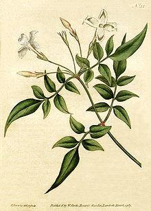 Εικόνα 34 Ίασμος ο φαρμακευτικός ή γιασεμί (Jasminum officinalis).