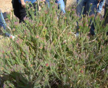 Εικόνα 43 Protea sp. Leucospermum sp. Leucadendron sp. Banksia sp.