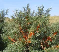 θηλυκά φυτά παράγουν πορτοκαλοκίτρινους σαρκώδεις καρπούς με διάμετρο 6 9 mm, μαλακούς, χυμώδεις και πλούσιους σε έλαια. Ο καρπός του είναι εδώδιμη ράγα. Εικόνα 48