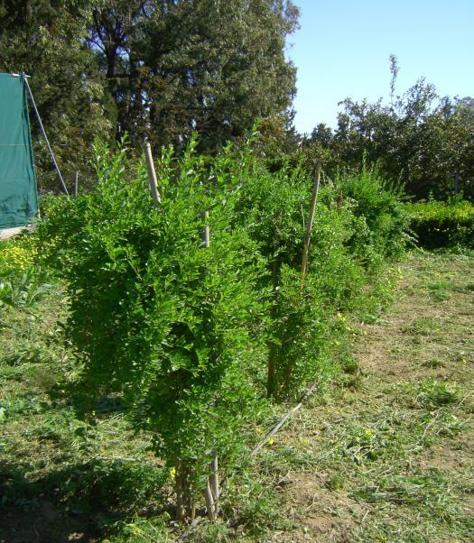 καταναλωτικό κοινό για την στροφή προς υψηλής διατροφικής αξίας τρόφιμα καθιστά το γκότζι σαν μια σημαντική εναλλακτική καλλιέργεια. 3.2.5.