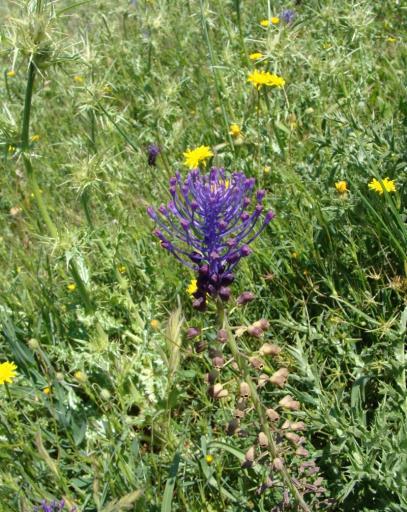 Εικόνα 60 Muscari comosum ανθισμένο Ζήρος Απρίλιος 2009 Εικόνα 61 Muscari comosum σε ακαλλιέργητο χωράφι Ζήρος Απρίλιος 2009.