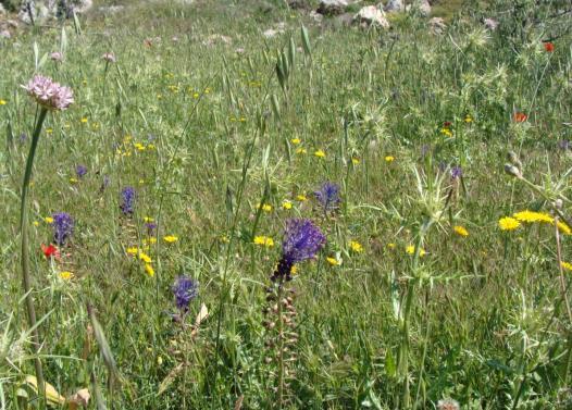 ΔΙΑΤΡΟΦΙΚΕΣ ΠΛΗΡΟΦΟΡΙΕΣ Εδώδιμος είναι ο βολβός του, ο οποίος συλλέγεται πριν εμφανιστεί ο ανθοφόρος βλαστός αφού ξεθαφτεί από βάθος 15ως 20 cm.