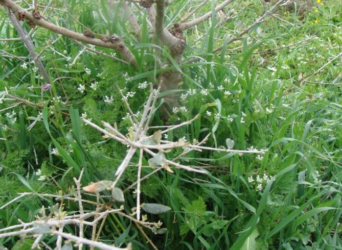 Εικόνα 66 Scandix pecten veneris την περίοδο που λαχανεύεται Ιανουάριος 2008 Εικόνα 67 Scandix pecten veneris Μάιο με