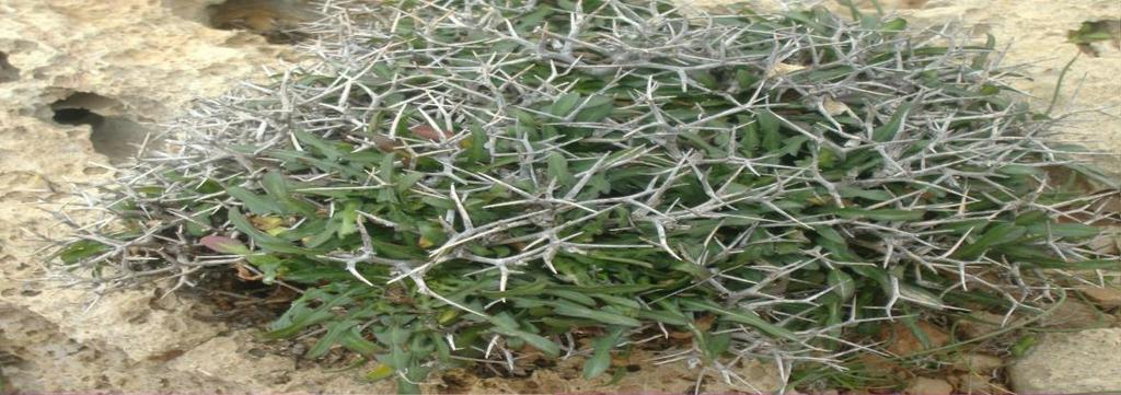 Εικόνα 77 Cichorium spinosum Πυκνά διακλαδιζόμενος αγκαθωτός θάμνος.