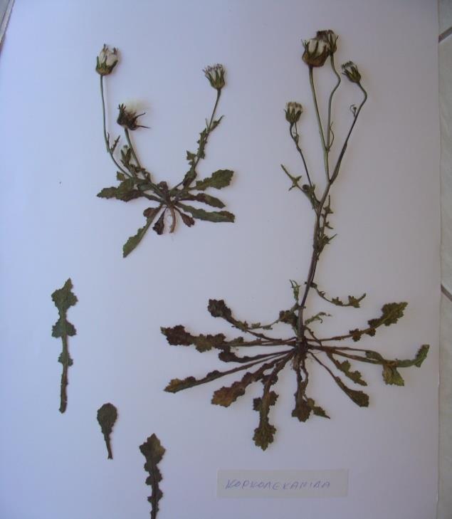 Εικόνα 81 Urospermum picroides
