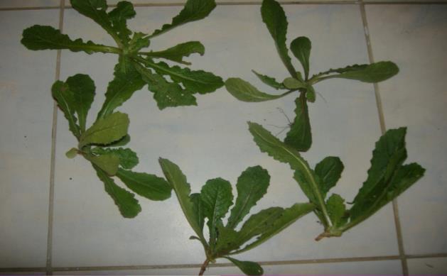 Εικόνα 87 Urospermum picroides στο βλαστικό στάδιο που λαχανεύεται Τζιρίτης 2012 Εικόνα 88