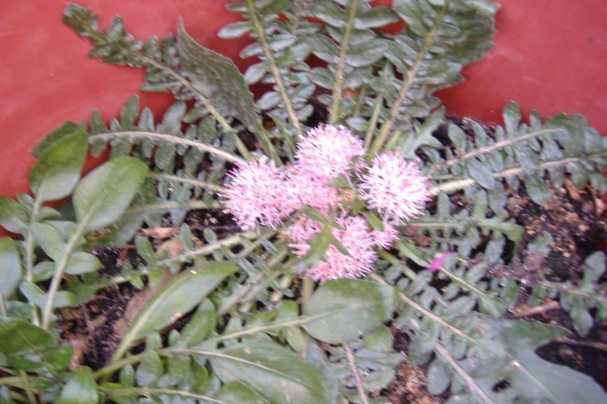 Centaurea raphanina ssp. raphanina (Πετρόκαρα) Πίνακας 51 Βοτανικοί χαρακτήρες και οικότοπος του είδους centaurea raphanina ssp.