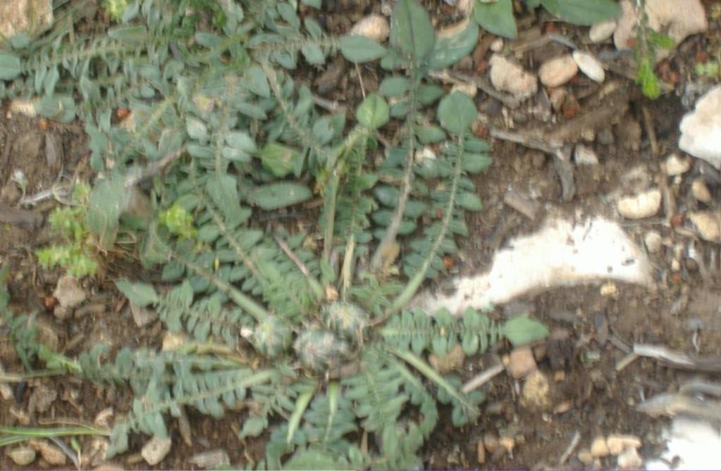 Εικόνα 100 Centaurea raphanina ssp. raphanina λίγο πριν την άνθιση ΕΞΑΠΛΩΣΗ Εικόνα 101 Η εξάπλωση του είδους Centaurea raphanina ssp. raphanina κατά Turland et.al.(1993)(μαύρες κουκίδες ).
