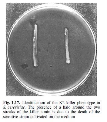 Τα στελέχη-δολοφόνοι Ορισμένα στελέχη, τα killer strains (K), εκκρίνουν τοξίνες στο περιβάλλον και μπορούν να θανατώσουν τα ευαίσθητα στελέχη (S) Τα στελέχη-δολοφόνοι, χωρίς να είναι ευαίσθητα στις