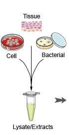 Western blot 1 η Φάση: Λύση του μικροβίου, διαχωρισμός και κατακερματισμός των πρωτεϊνών του σε πολυπεπτίδια διαφόρου μοριακού βάρους και μεγέθους,