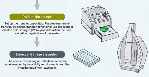 Western blot 4 η Φάση: Επαφή των κλασμάτων του πρωτεϊνικού αντιγώνου (Ag) με τον υπό εξέταση ορό του ασθενούς, και, εφόσον στον ορό υπάρχουν αντισώματα (Abs), σχηματισμός ταινιών ανοσοσυμπλεγμάτων.