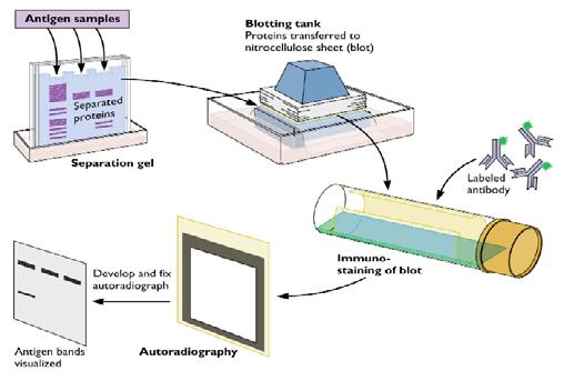 Western blot Εφόσον ο ορός περιέχει Abs κατά των Ags του