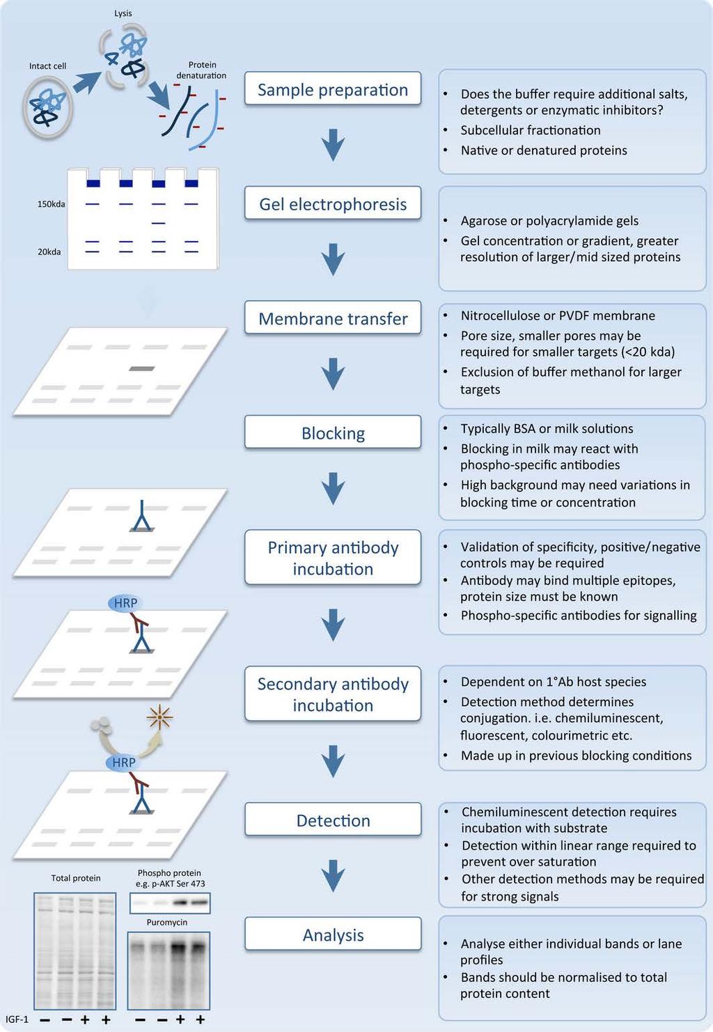 The sequential stages of the