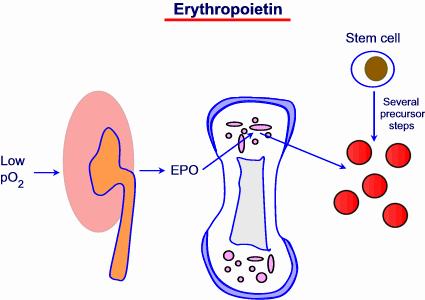 Η EPO διατηρεί την παραγωγή των ερυθρών κυττάρων του αίματος, αναστέλλοντας την απόπτωση των προγονικών ερυθροκυττάρων και διεγείροντας τον πολλαπλασιασμό και τη διαφοροποίηση των νορμοβλαστών