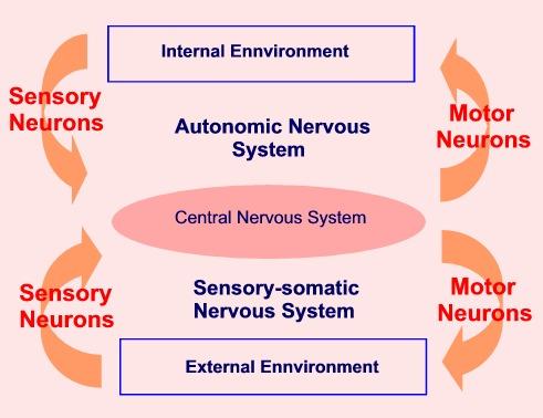 ΔΙΕΓΕΡΤΙΚΑ Τα διεγερτικά (ψυχοδιεγερτικά ή συμπαθομιμητικοί παράγοντες), είναι ουσίες που δρουν άμεσα στο κεντρικό νευρικό σύστημα (ΚΝΣ) και αυξάνουν τη διέγερση του εγκεφάλου και του σώματος.