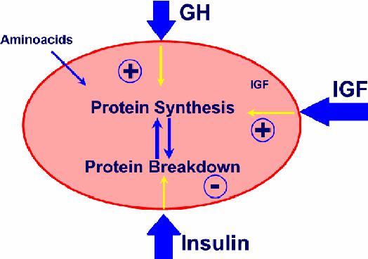 συμπληρωματικές ή ακόμη και συνεργιστικές. Επιπρόσθετα προκειμένου να διεγείρει την πρωτεϊνοσύνθεση, η GH ταυτόχρονα κινητοποιεί το λίπος μέσω μιας άμεσης λιπολυτικής δράσης.