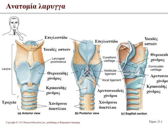 Αποτελείται : α) από χόνδρους, που αποτελούν το σκελετό του λάρυγγα και οι οποίοι συνδέονται με συνδέσμους και διαρθρώσεις, β) από μυς, που προσφύονται πάνω στους χόνδρους και τους κινούν, γ) από