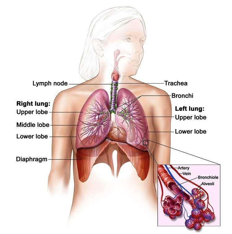 1) το πνευμονογαστρικό 2) το λαρυγγικό 3) το συμπαθητικό Οι πνεύμονες Ο κάθε πνεύμονας βρίσκεται στη σύστοιχη κοιλότητα του υπεζωκότα και έχει