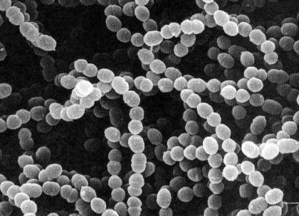 Lactobacillus delbrueckii subsp.