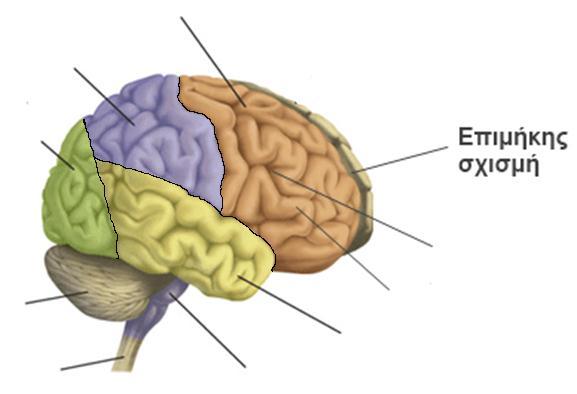 α. Σε ποιες από τις εικονιζόμενες δομές που επισημαίνονται με αριθμούς κυκλοφορεί εγκεφαλονωτιαίο υγρό; β. Ποια η σημασία του εγκεφαλονωτιαίου υγρού; γ.