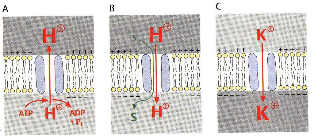 Primeri aktivnega transporta s pomočjo protonske črpalke, ki iz