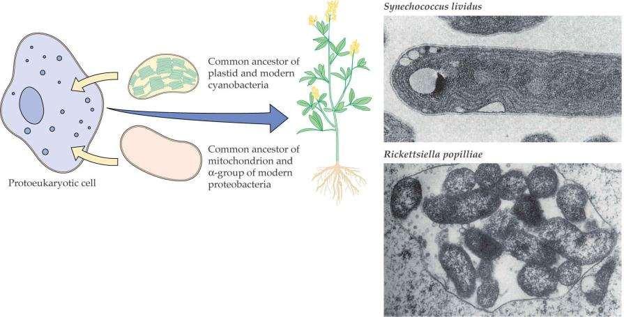 Simbiontska teorija o nastanku plastidov in mitohondrijev predpostavlja nastanek teh