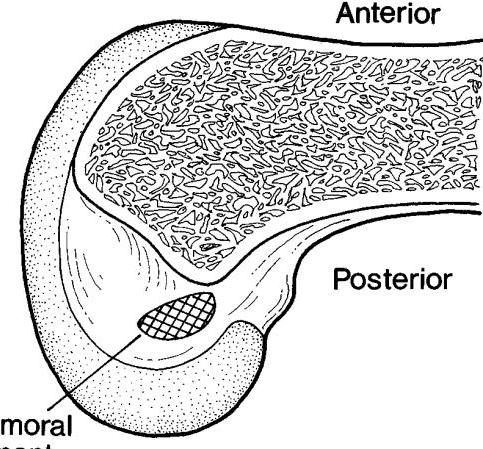 ANATOMIA