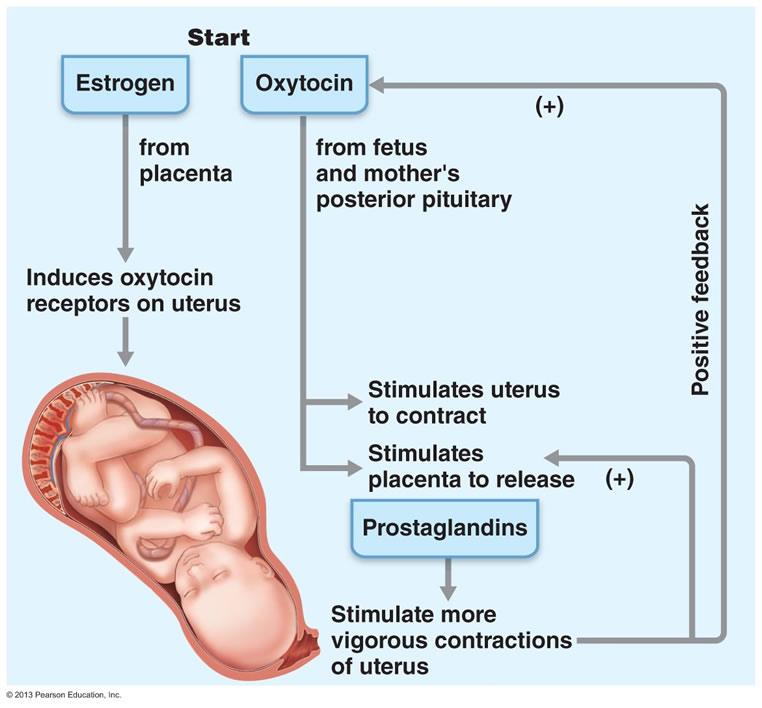 Έκκριση και δράση της Ωκυτοκίνης στον τοκετό Δράση κατά τον τοκετό: έκκρισης OXT, διέγερση συστολής της µήτρας ενίσχυση από οιστρογόνα (αύξηση του αριθµού υποδοχέων) αναστολή από προγεστερόνη (µείωση