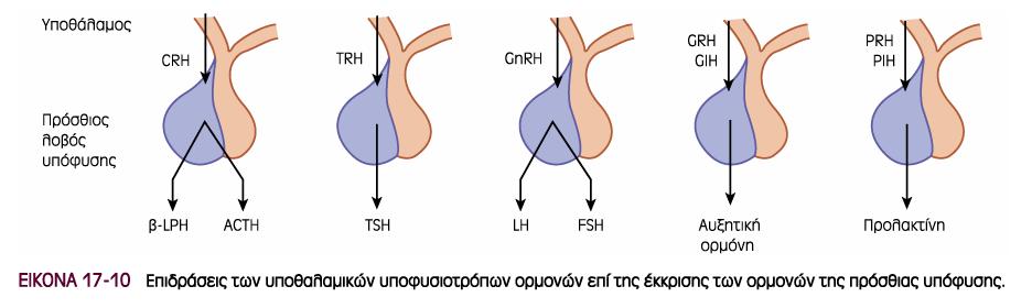 Υποφυσιοτροπικές ορµόνες Εκλυτικές & Ανασταλτικές + + + + - + - TRH CRH TRH GnRH GRH SS Dopa