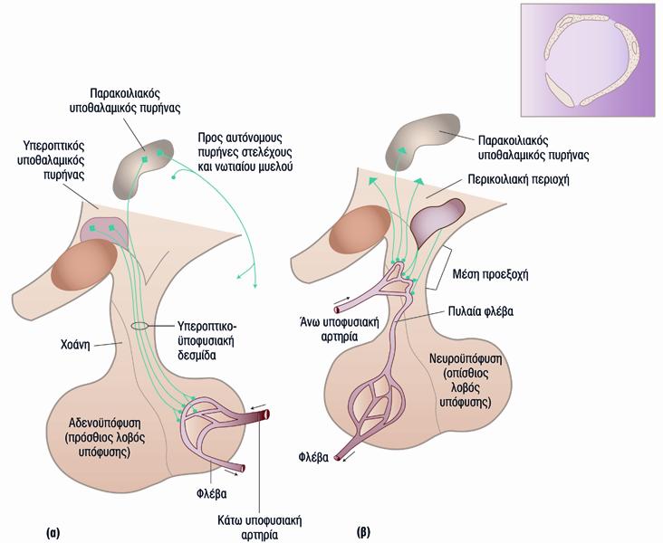 Ορµόνες του υποθαλάµου: Διαφορές µεταξύ των υποφυσιοτροπικών ορµονών και των ορµονών της οπίσθιας υπόφυσης ü Νευρώνες ü Κατανοµή στην κυκλοφορία Το