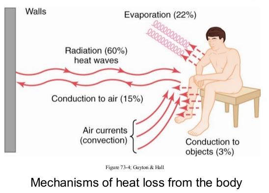 Μηχανισµοί Απώλειας Θερµότητας Εξάτµιση (22%) (άδηλη αναπνοή) Εφίδρωση: έλεγχος από ΣΝΣ Ακτινοβολία (60%) (θερµικά κύµατα) Αγωγή στον αέρα (15%) Αγωγή στο νερό >> Αγωγή