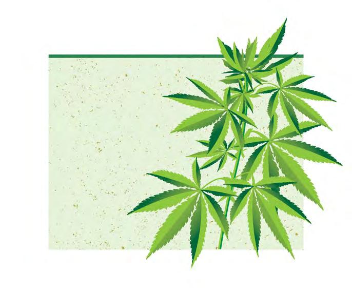 ΣΧΕΤΙΚΆ ΜΕ ΤΗΝ THC Μόνο Κανναβιδιόλη-CBD ή μόνο THC ή και τα δύο ; Στην πραγματικότητα δεν υπάρχει τρόπος να προβλέψουμε.