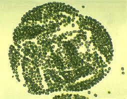 Chrysochromulina parva Microcystis sp. Cryptomonas sp.