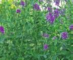 Sorghum sudanese. Μπορεί να χρησιµοποιηθεί για βοσκή, ενσίρωση και χλωρή νοµή.