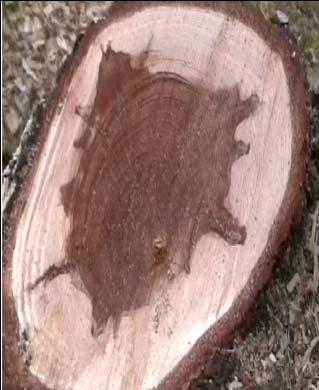 Ν: Θλιψιγενές ξύλο σε ελάτη.