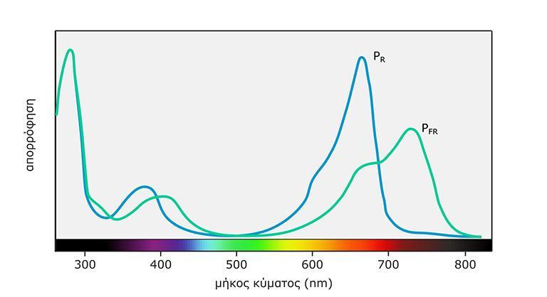Τυπικά φάσματα απορρόφησης των δύο μορφών του φυτοχρώματος.