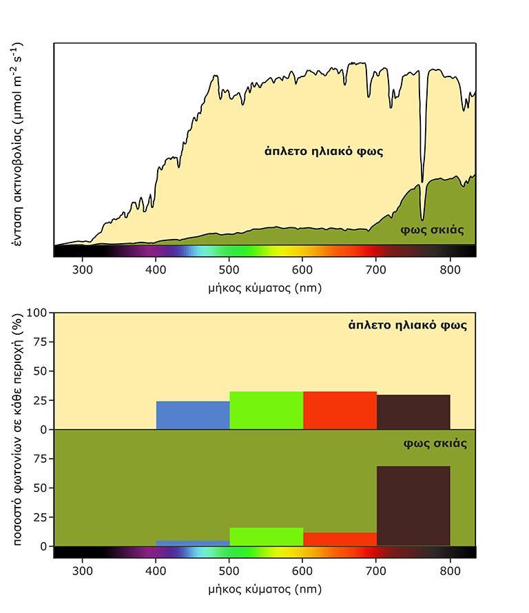 Το άπλετο ηλιακό φως περιέχει περίπου ισοδύναμα ποσοστά φωτονίων των τεσσάρων περιοχών του φάσματος (μπλε, πράσινο, κόκκινο, εγγύς υπέρυθρο)