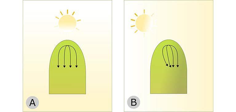 Α. Σε ένα κολεόπτιλο του οποίου οι δύο πλευρές του δέχονται την ίδια ένταση φωτισμού η αυξίνη παράγεται από το κορυφαίο μερίστωμα και μετακινείται ομοιόμορφα προς τη βάση. Β.