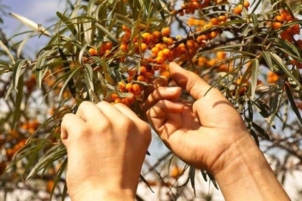 Εικόνα 6: Δενδρύλιο και καρποί ιπποφαούς 2.4.1 Ιπποφαές και λιπαρά οξέα Τα ακόρεστα λιπαρά οξέα αποτελούν περίπου το 85% του συνολικού ελαίου.