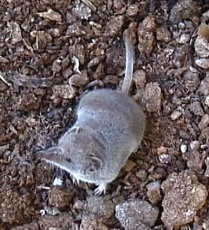 Η κρητική μυγαλή (Crocidura zimmermanni) Η άλλη εξαίρεση.