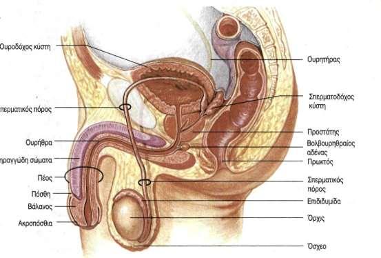 TO ΓΕΝΝΗΤΙΚΟ ΣΥΣΤΗΜΑ Το γεννητικό σύστημα του άνδρα αποτελείται: α) Από τους δύο όρχεις, από τους οποίους παράγονται τα σπερματοζωάρια και οι ορμόνες.