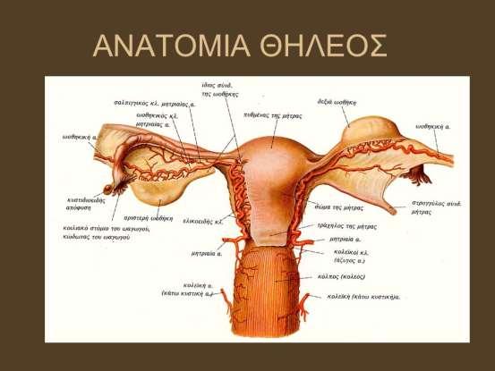 Ο ωαγωγός έρχεται σε σχέση προς τα πρόσω με τη γεμάτη ουροδόχο κύστη, προς τα πίσω με το ορθό, αριστερά με το σιγμοειδές και δεξιά με τη σκωληκοειδή απόφυση όταν αυτή έχει θέση λαγονοπυελική.