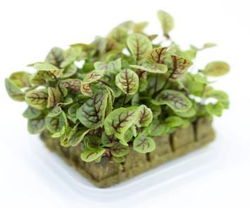 ΣΙΣΟ /SHISO