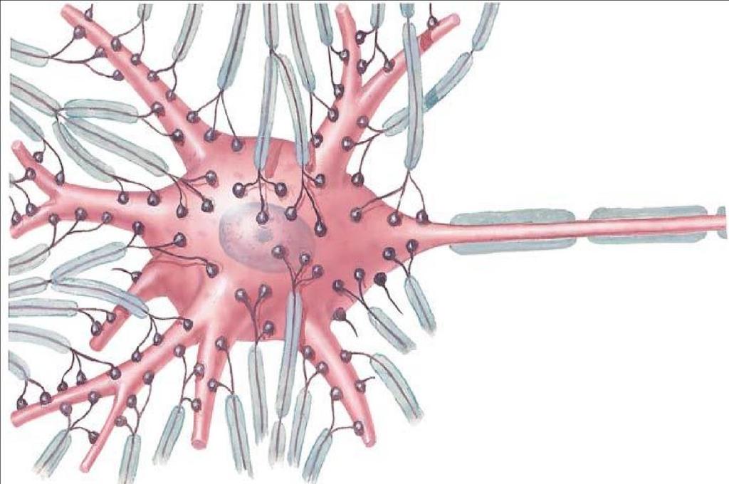 Κάθε νευρώνας περιβάλλεται από έλυτρα, τα οποία από τα έσω προς τα έξω είναι: το μυελώδες, το νευρείλημα ή έλυτρο του Schwann και το περινίδιο.