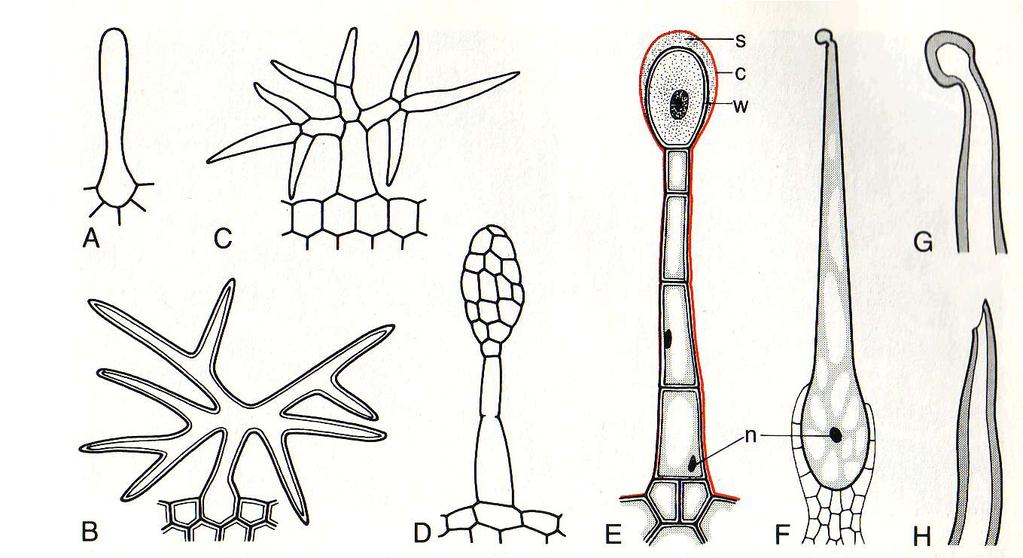 Različni tipi trihomov:a, B-enocelični; C- večcelični,