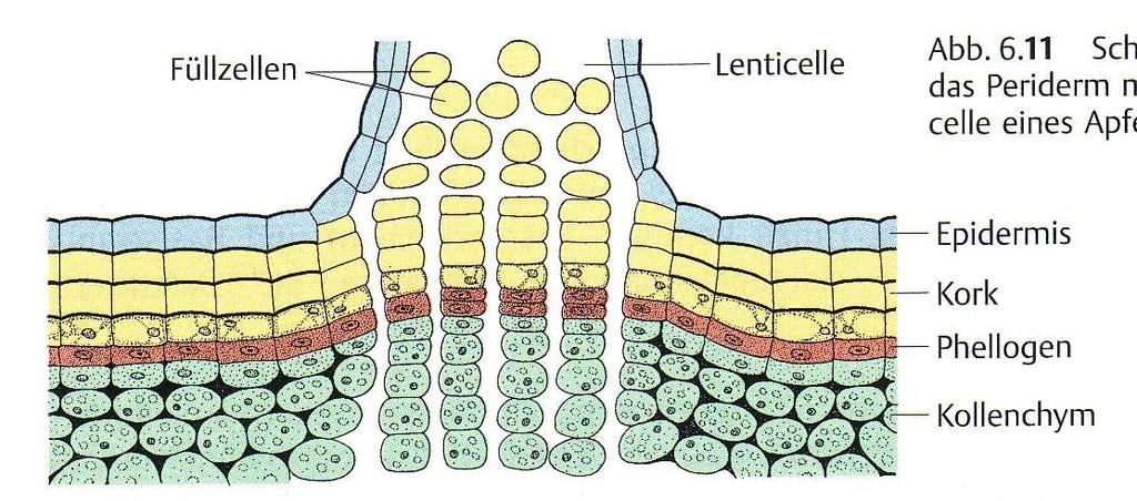Polnilne celice lenticela Epiderm pluta felogen