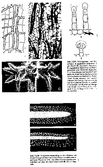 Ţlezni kanali (A-B), ţlezni trihomi (C-E)